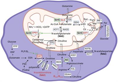 New insight into arginine and tryptophan metabolism in macrophage activation during tuberculosis